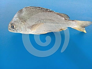Atlantic Ocean Fish known as Carapeba