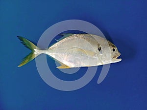 Atlantic Ocean Fish known as Carapeba