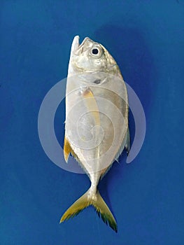 Atlantic Ocean Fish known as Carapeba