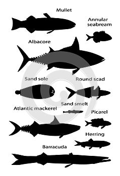 Atlantic ocean fish silhouettes. Vector black outline image.