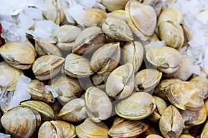 Atlantic ocean freshly caught mussels at the fish market. Fresh seafood market Regional cuisine, natural healthy food