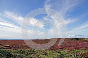 Atlantic ocean and heath of purple flowers