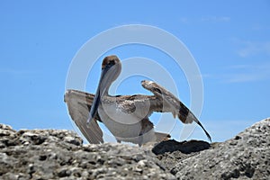 A pelican takes full measure of the photographer while resting at the Boca Inlet