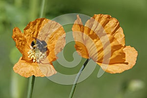 Atlantic Poppy with bee