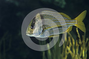 Atlantic Porkfish tropical fish