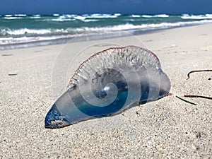 The Atlantic Portuguese man o` war jellyfish