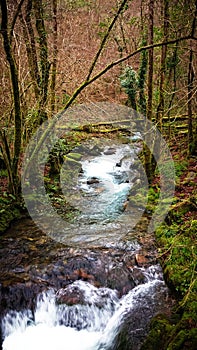 Atlantic primeval forest in Galicia