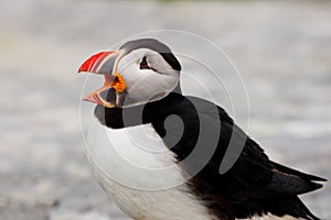 Atlantic Puffin