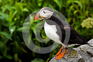 Atlantic Puffin