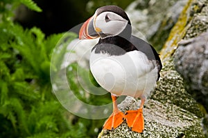 Atlantic Puffin