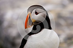 Atlantic Puffin photo