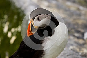 Atlantic Puffin