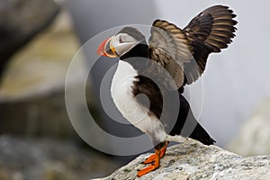 Atlantic Puffin