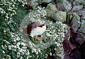 Atlantic Puffin