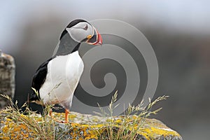 Atlantic Puffin