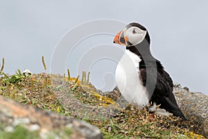 Atlantic Puffin