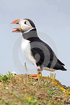 Atlantic Puffin