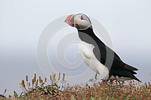 Atlantic Puffin