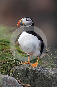 Atlantic Puffin