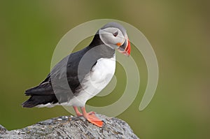 Atlantic puffin