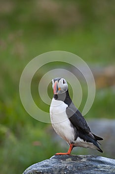 Atlantic puffin