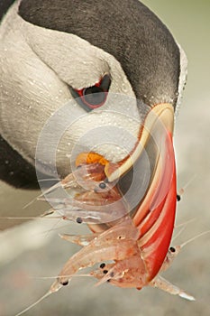 Atlantic Puffin