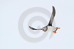 Atlantic Puffin