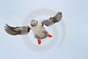 Atlantic Puffin