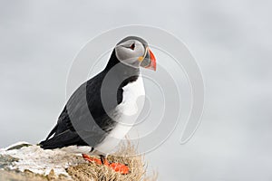 Atlantic Puffin