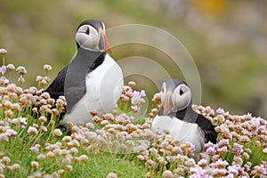 Atlantic puffin