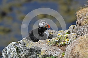 Atlantic puffin