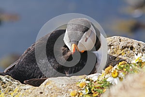 Atlantic puffin