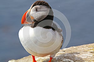 Atlantic puffin