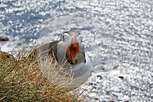 Atlantic puffin