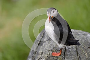 Atlantic Puffin