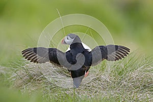 Atlantic Puffin