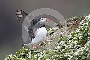 Atlantic Puffin photo