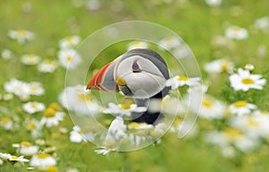 Atlantic Puffin