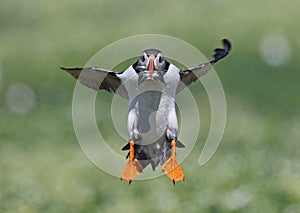 Atlantic Puffin