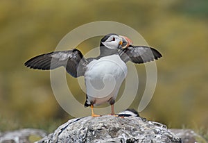 Atlantic Puffin