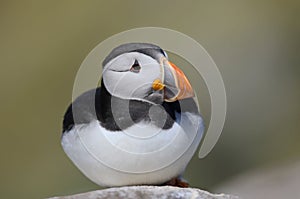 Atlantic Puffin