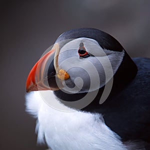 Atlantic Puffin