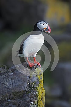 Atlantic Puffin