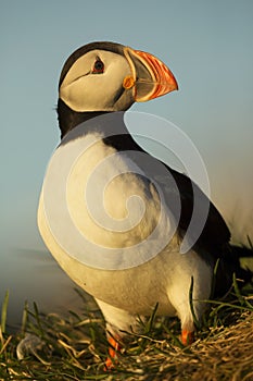 Atlantic Puffin