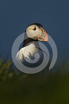 Atlantic Puffin