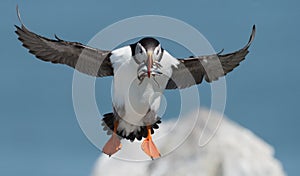 Atlantic Puffin