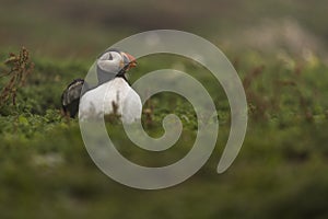 An Atlantic puffin amidst the vegetation