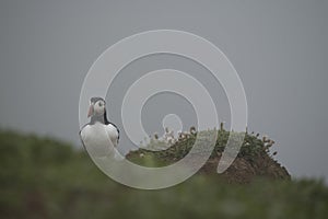 An Atlantic puffin amidst the vegetation