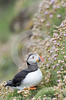 Atlantic Puffin amongst flowering sea Thrift