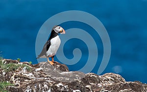 Atlantic Puffin with the Atlantic ocean in the background